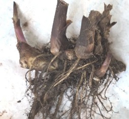 canna lily rhizome